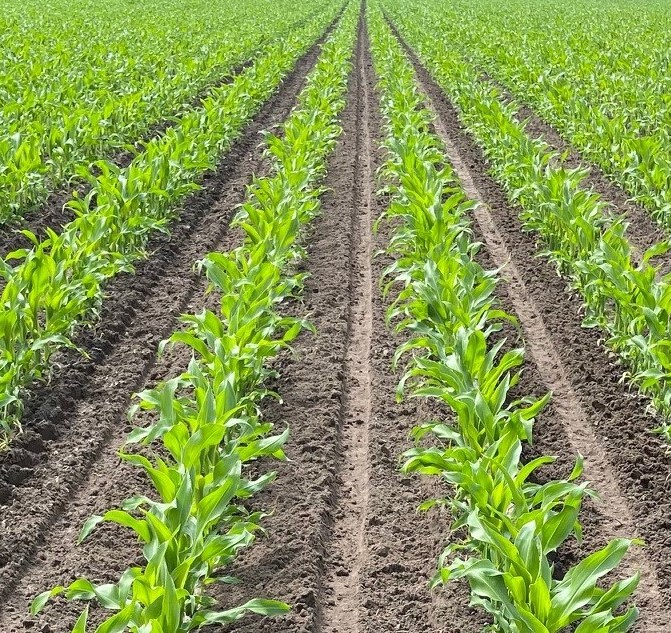 Fertilisation et binage des champs de maïs en un seul passage
